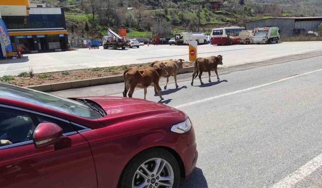 Batman'da yola çıkan büyükbaş hayvanlar sürücülere zor anlar yaşatıyor