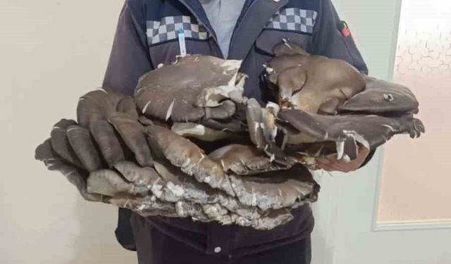 Beyşehir'de doğada bulduğu 10 kiloluk mantar şaşırttı