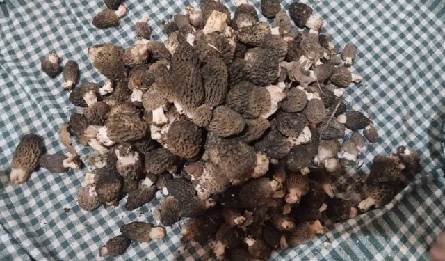 Beyşehir'de kuzugöbeği tutkunları sahaya çıktı