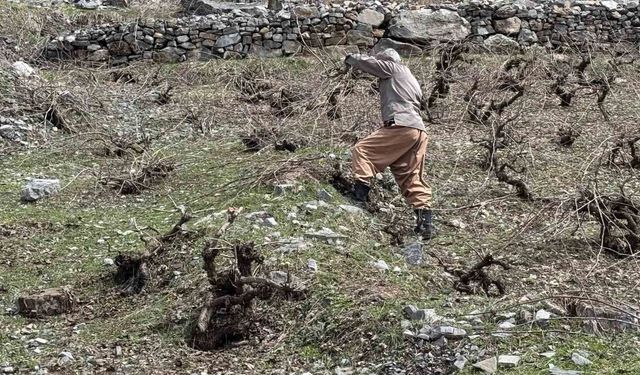 Bir yanda karla mücadele, diğer yanda budama çalışmaları sürüyor