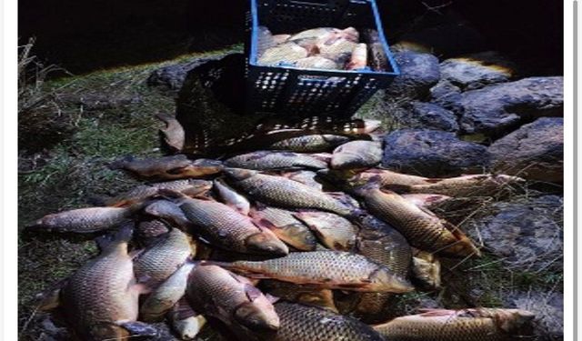 Bolu'da 250 kilo ağırlığındaki 100 canlı sazan balığı kurtarıldı