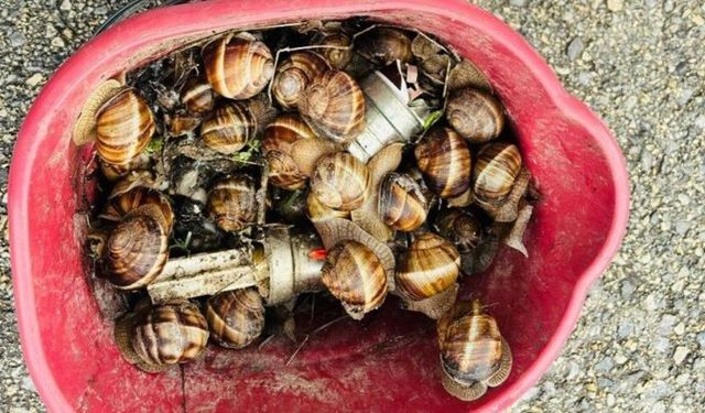 Bolu'da kaçak toplanan 16 kilogram salyangoz ele geçirildi