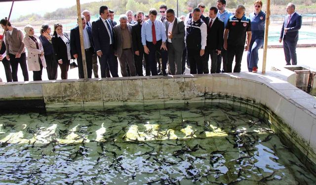 Bu balığın havyarı 'siyah inci': Karadeniz'e 8 bin adet dağıtılacak, çiple takip edilecek