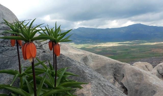 Bu çiçekleri koparmanın cezası 700 bin lirayı buluyor