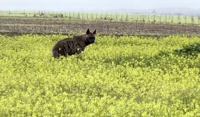 Çizgili sırtlan sarıçiçekler arasında görüntülendi