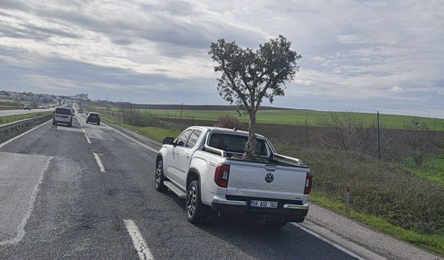 D100'de şaşırtan görüntü: Pikapta zeytin ağacı taşıdılar
