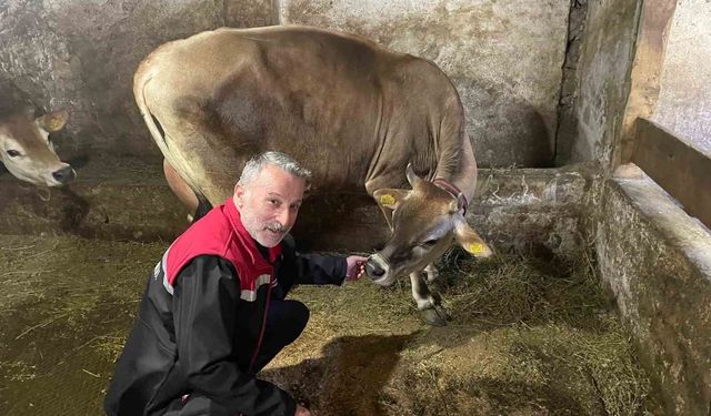 Danimarka ve Amerika'dan getirildiler, Of'a kısa sürede uyum sağladılar