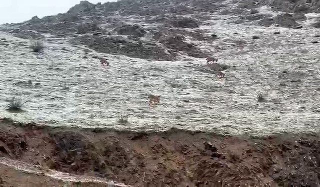 Hakkari yolunda dağ keçileri görüntülendi