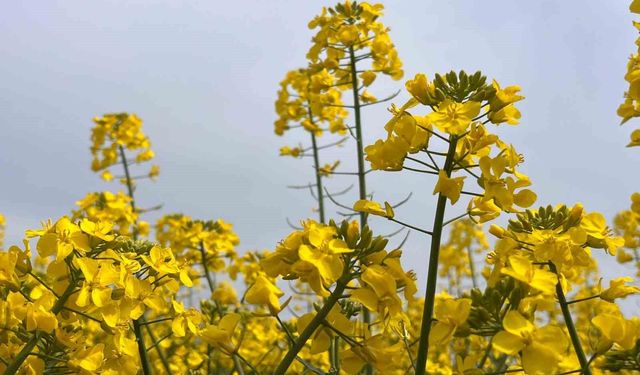 Hayrabolu'da bu yıl 21 bin dekar alanda kanola ekimi yapıldı