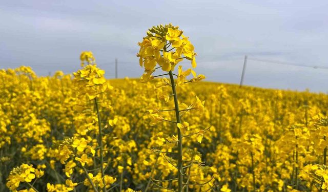 Hayrabolu'da çiçek açan 'Sarı Gelin', rengiyle büyülüyor