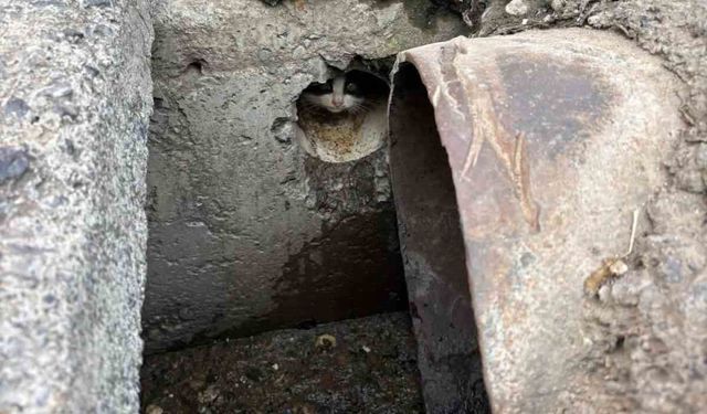 İskenderun'da rögar borusuna düşen yavru kediler kurtarıldı