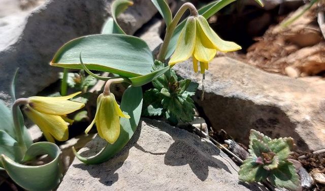 İsmini keşfedildiği ilçeden alıyor: Ender görülen Çermik ters lalesi çiçek açtı