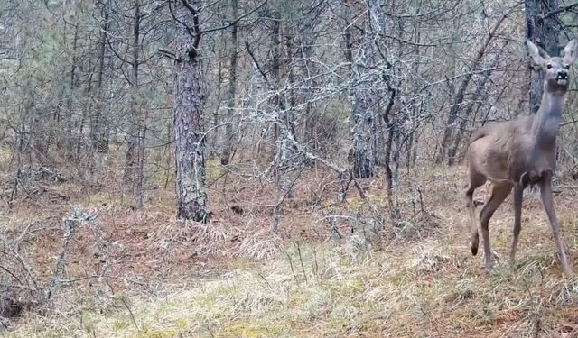 Karabük ormanlarının zarif sakinleri böyle görüntülendi