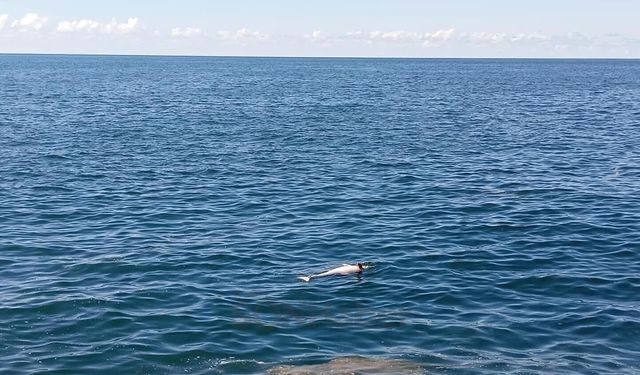Karadeniz Ereğli'de sahilde ölü yunus bulundu