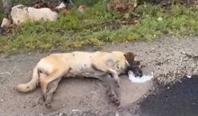 Kemerhisar'daki zehirlenme iddiaları üzerine valilik harekete geçti