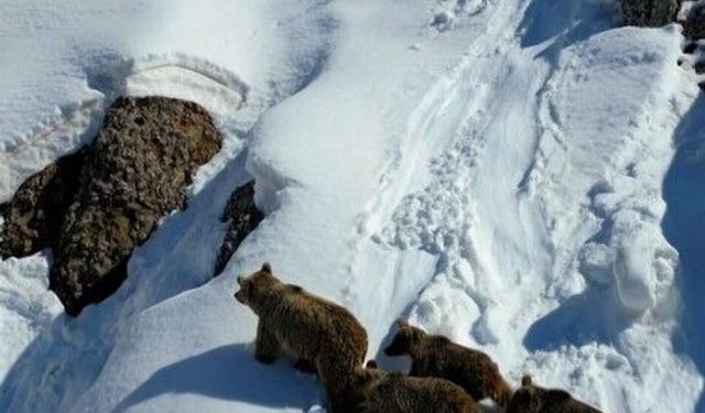 Kış uykusundan uyanan ayılar karla karşılaştı: O anlar dron ile görüntülendi
