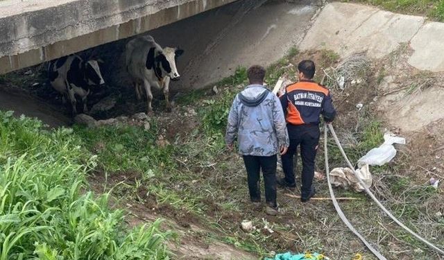 Köyden kaçan iki inek itfaiye ekiplerince yakalandı