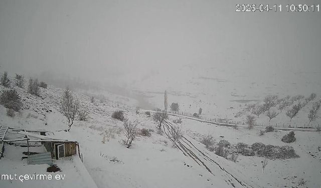 Köye inen kurt sürüsü kameraya yansıdı