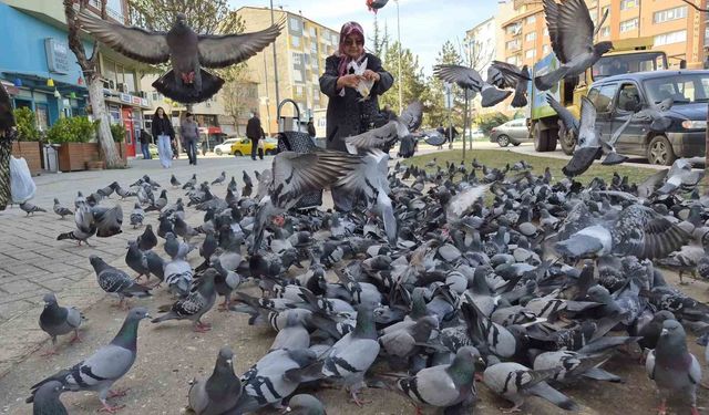Kuşlara yem dağıtan yaşlı kadın onlarca güvercinin arasında kaldı