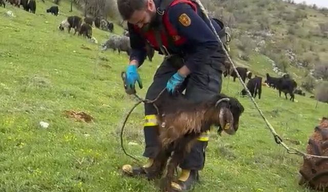 Kuyuya düşen keçiyi itfaiye kurtardı