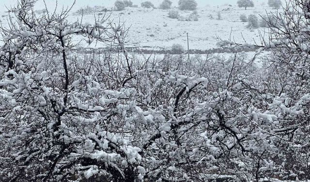 Malatya'da kayısı bahçeleri kar altında kaldı