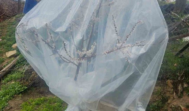 Malatya'da kayısı üreticileri zirai don için alarma geçti