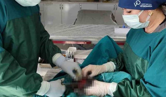 Mardin Hayvan Bakımevinde köpekteki 1 kiloluk tümör operasyonla alındı