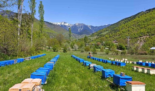 Mevsim normallerinin altında seyreden hava sıcaklığı arıcıları vurdu, uzmanlardan kritik uyarı