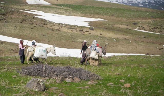 Muş'ta çiriş otu köylülerin geçim kaynağı oldu