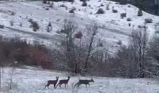 Nadir misafirler kar altında görüntülendi: Refahiye'de kızıl geyik heyecanı