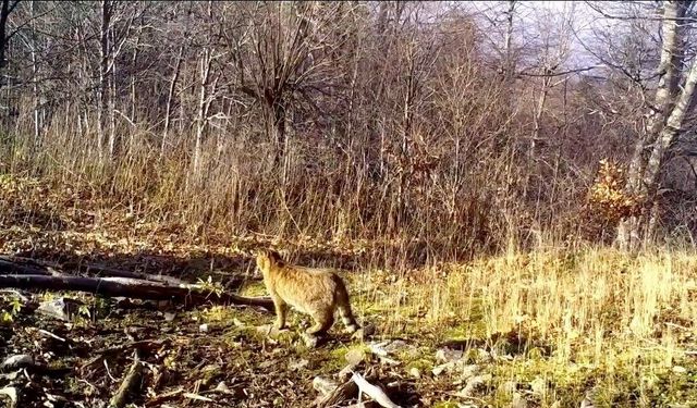 Ormanın gizemli sakini yaban kedisi görüntülendi