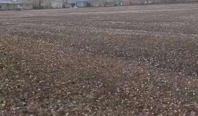 Özalp'te baharın müjdecisi çiğdemler açtı