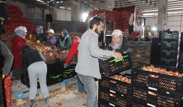 Pazarın en ucuzu soğan Amasya'dan Avrupa'ya gönderiliyor