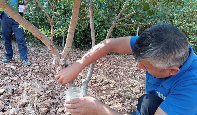 Sakız'dan farklı ürünler üretilmeye başlandı