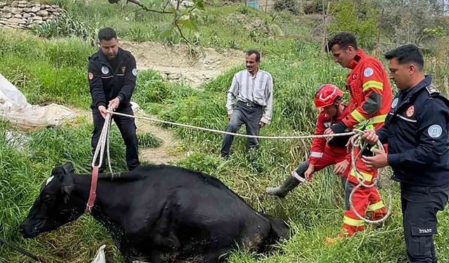 Seydikemer'de mahsur kalan inek itfaiye ekipleri tarafından kurtarıldı