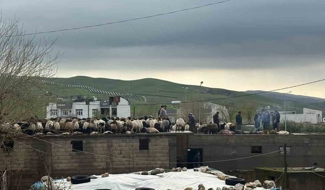 Siirt'te araçlar sel sularında kayboldu, onlarca hayvan telef oldu