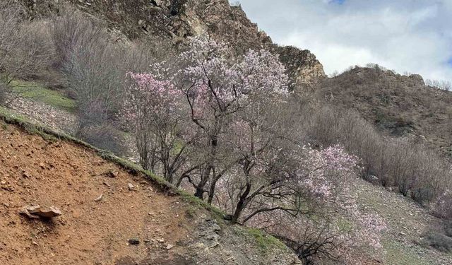 Şırnak'ta badem ağaçları çiçek açtı