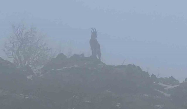 Sisli havada dağ keçileri eşsiz görüntüler oluşturdu