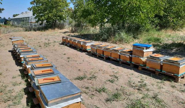 'Süper gıda' arı sütü Malatya'da mercek atında