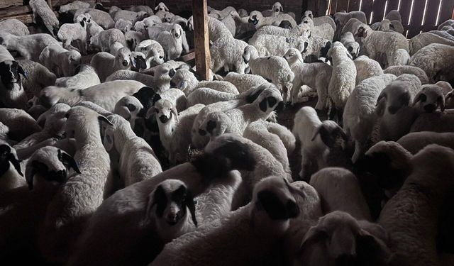 Sürülerde bahar hareketliliği: Kuzular annelerini böyle buldu