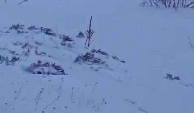 Sürüye saldıran kurt kangal köpeği tarafından engellendi