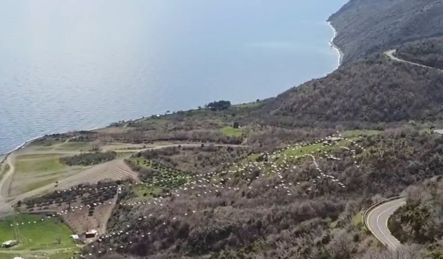 Tekirdağ'da pelikanların senkronize uçuşu görsel şölen sundu