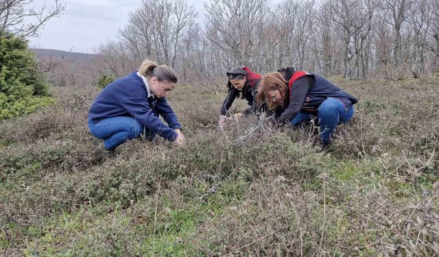 Tekirdağ'da süne zararlısına karşı saha çalışmaları başlatıldı