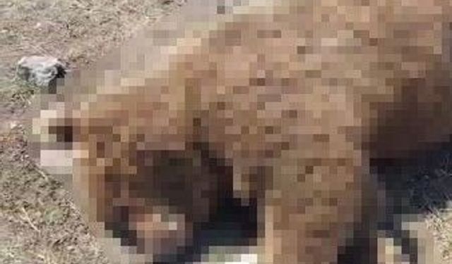 TIR'ın çarptığı boz ayı telef oldu