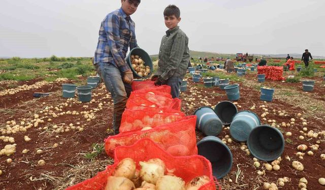 Türkiye'nin Suriye sınırında bereketli soğan hasadı