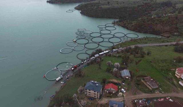 Uzunçayır Baraj Gölü'nde bir ilk: 1 buçuk milyon yavru alabalık su ile buluştu