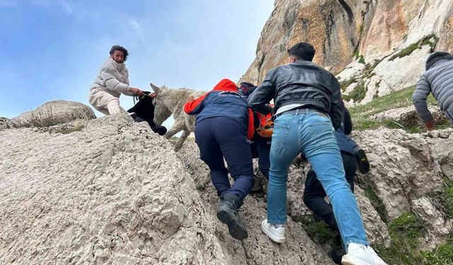 Van'da kayalıklarda mahsur kalan eşek kurtarıldı