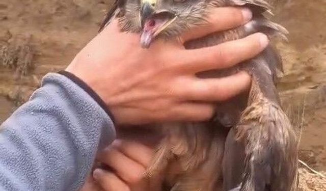 Yakalan yaralı şahin, ekiplere teslim edildi