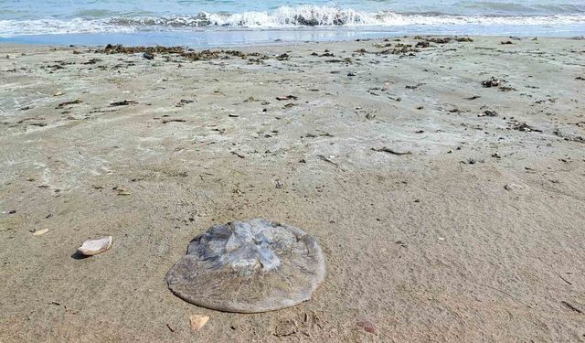 Yumurtalık sahilini denizanaları sardı