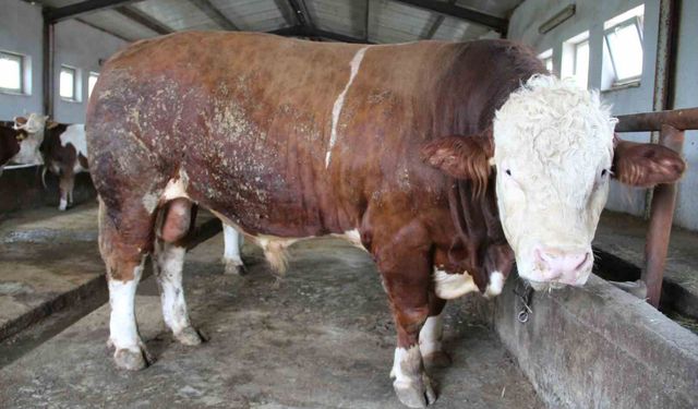 1,5 tonluk 'Tosun Paşa' Kurban Bayramı öncesi alıcısını bekliyor
